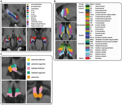 Altered cortical and subcortical morphometric features and asymmetries in the subjective cognitive decline and mild cognitive impairment